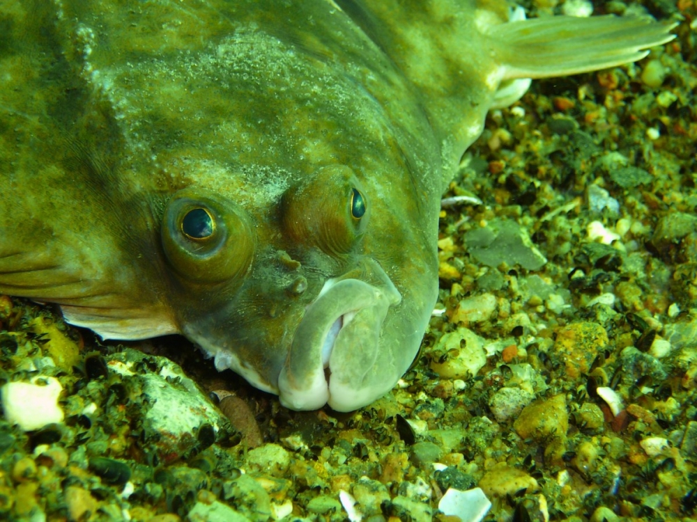  У этой удивительной рыбы оба глаза находятся на одной стороне тела. Живёт она у самого дна и иногда даже зарывается в песок, высовывая на поверхность только глаза.