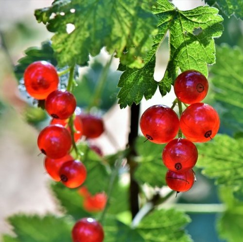 Эти ягоды встречаются в дикорастущем виде по всей территории Европы. Из них готовят множество вкусных блюд.