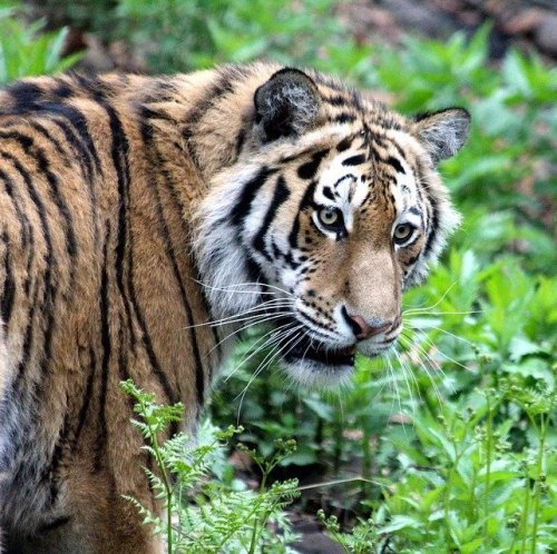 Тигры занесены в Красные книги по всему миру. Водятся эти грозные хищники и у нас в стране. Какой называется этот подвид тигров?
