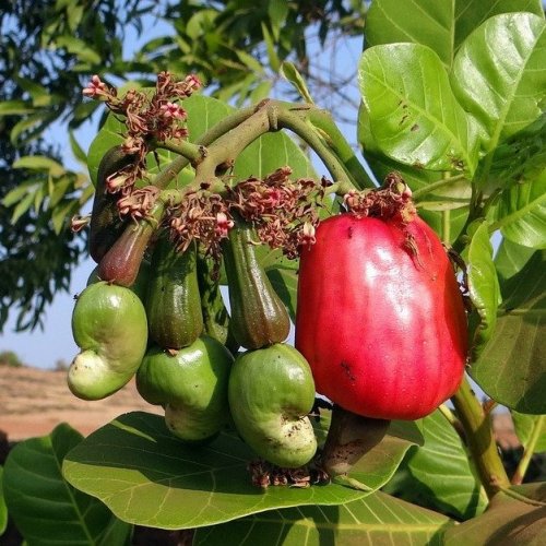 Это растение кроме вкусных орехов даёт ещё так называемые яблоки-кажу, которые на самом деле являются разросшейся плодоножкой.