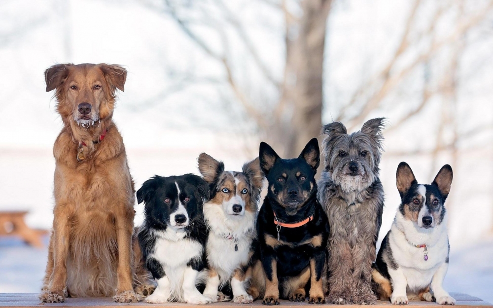 Сколько пород собак существует в мире?