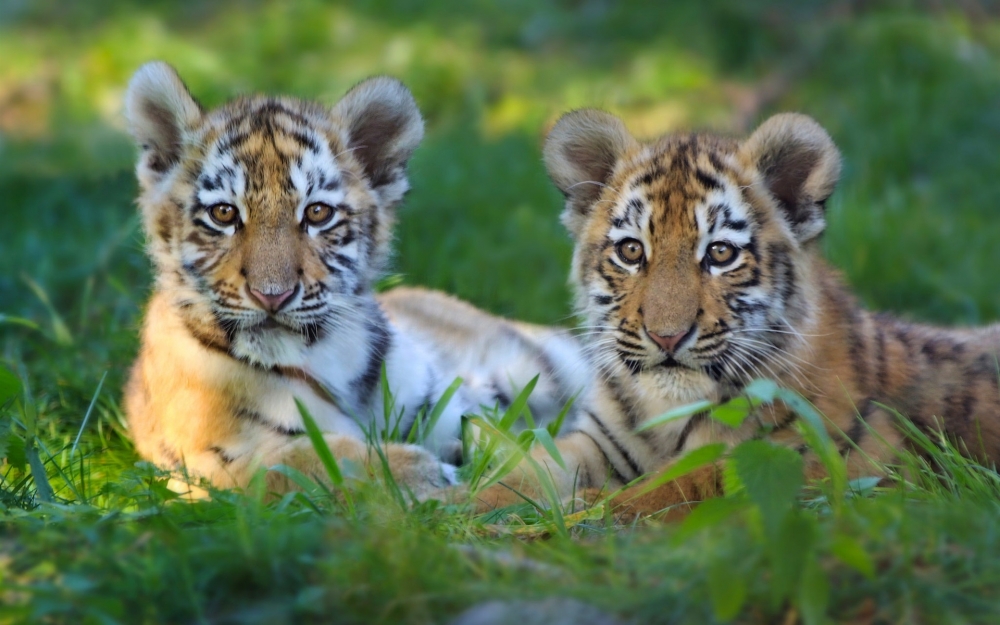 Сколько детёнышей чаще всего рождается у тигрицы в одном выводке?