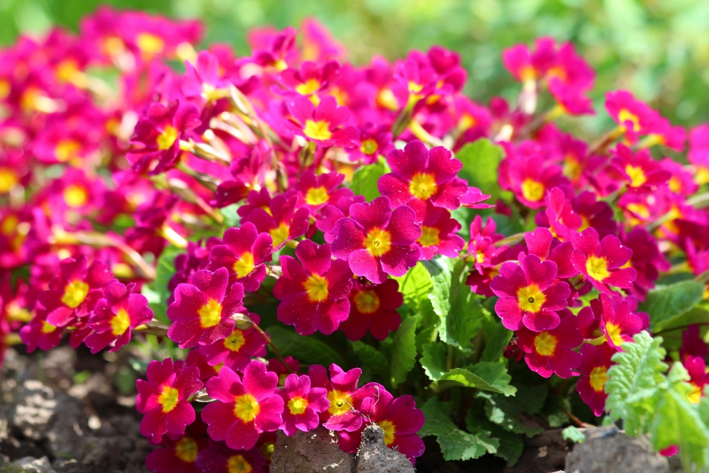 Название этого замечательного цветка происходит от латинского слова, переводимого на русский язык как «первый».