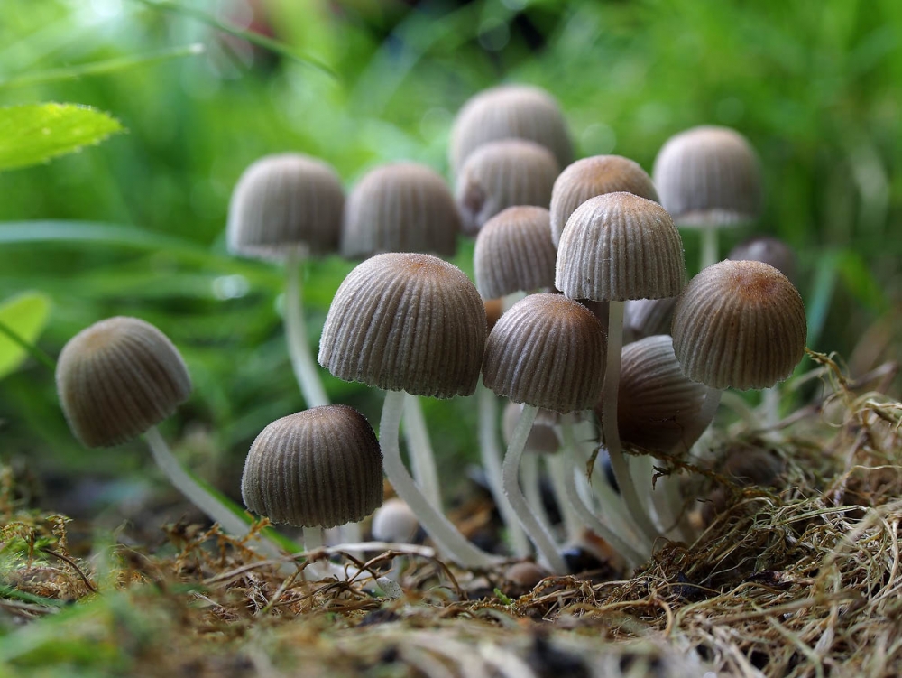   Этот гриб можно встретить в лесах России начиная с первой половины мая. Он не съедобен, хотя и не ядовит.