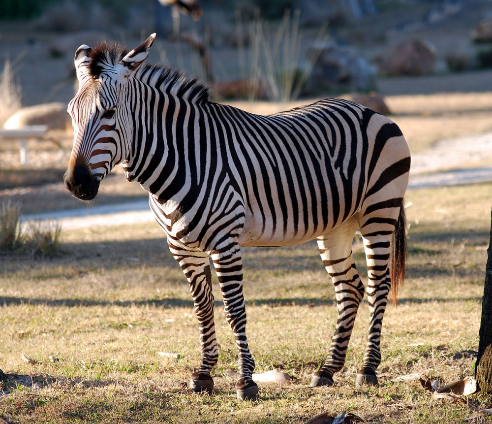 Как ученые чаще всего описывают окрас зебры?