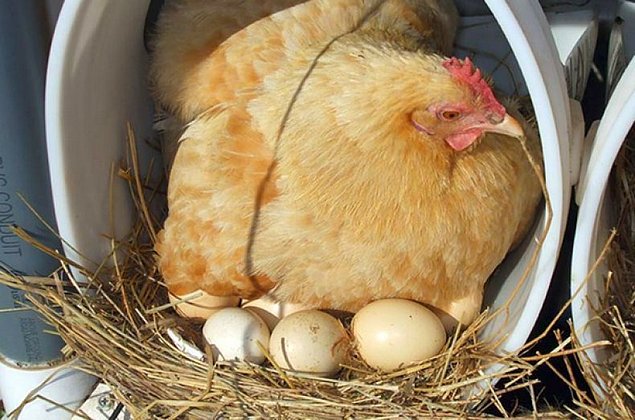 Сколько суток курица высиживает цыплят?
