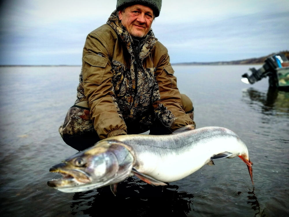 Какая рыба обладает высокими вкусовыми качествами и является одной из наиболее ценных рыб, обитаемых в озерах на северо-востоке Якутии?