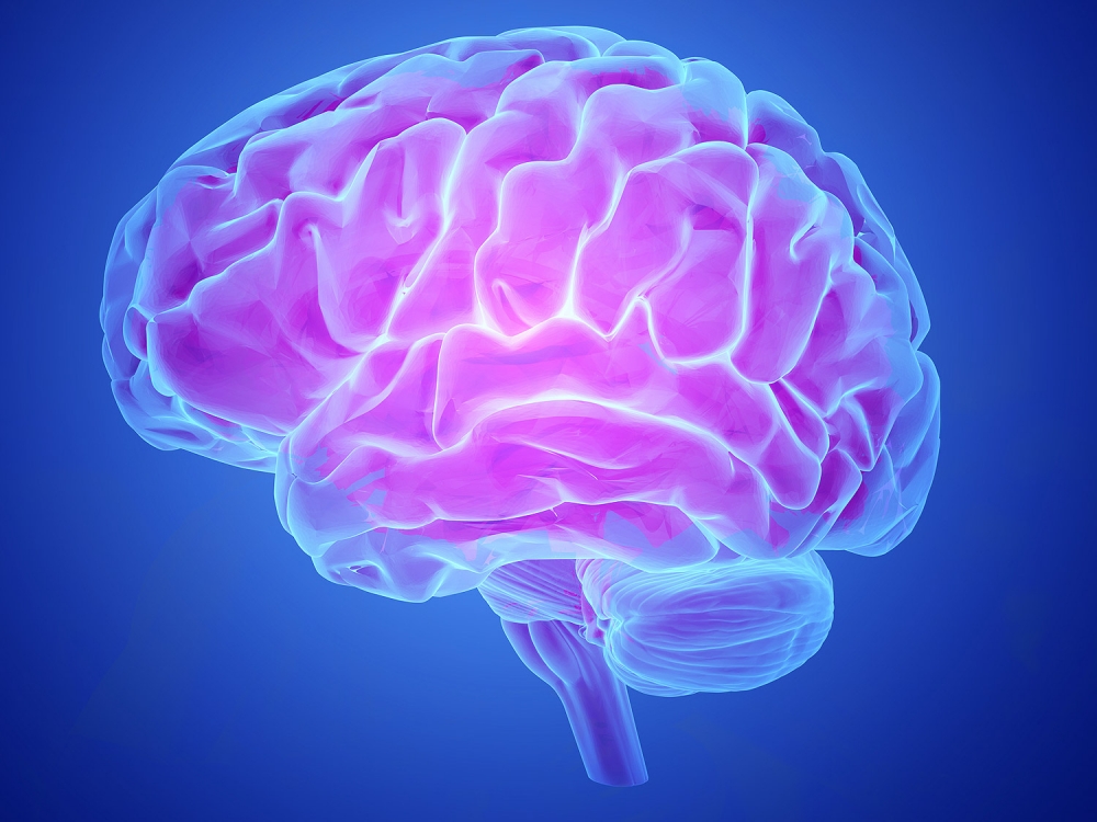 Учёные выяснили, что размер мозга влияет на интеллект человека.