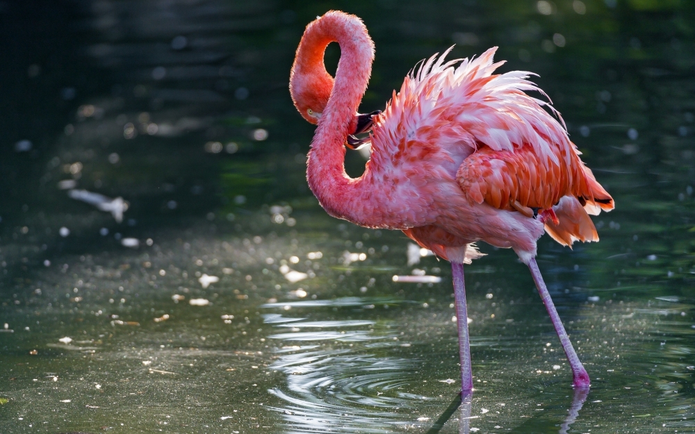В природе наблюдают шесть видов фламинго, и четыре из них можно встретить в России.