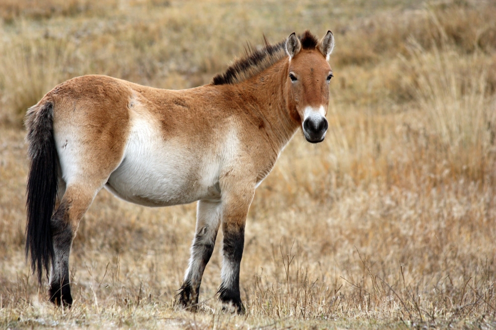 Как думаете, живёт ли ещё на земле лошадь Пржевальского?