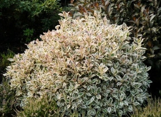 Как называется этот кустарник?