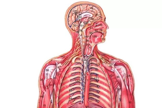 В верхнем отделе брюшной полости, преимущественно в правом подреберье, у человека находится