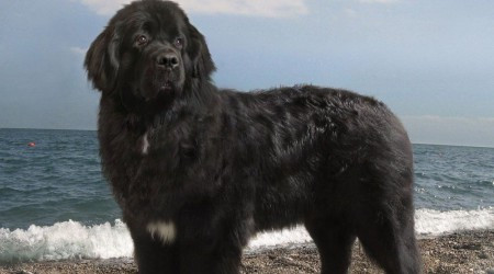 Какая порода собак известна в России под названием водолаз?