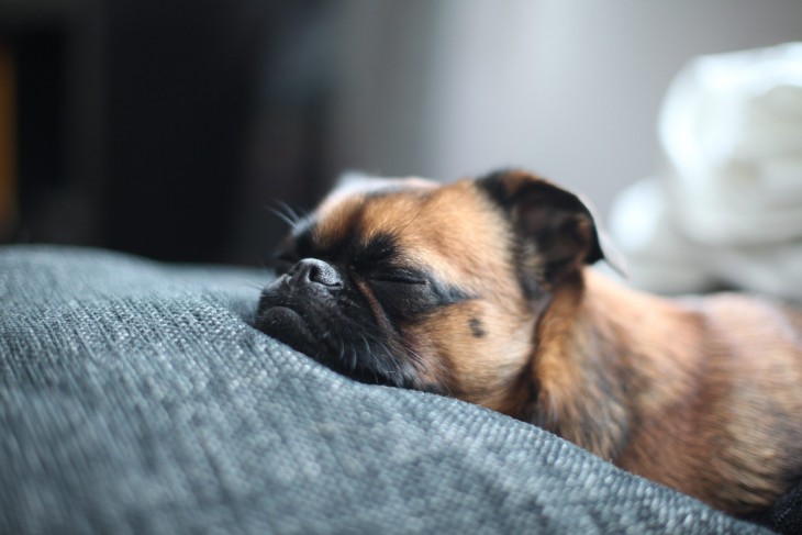 Сколько процентов собак спят на постели хозяина?