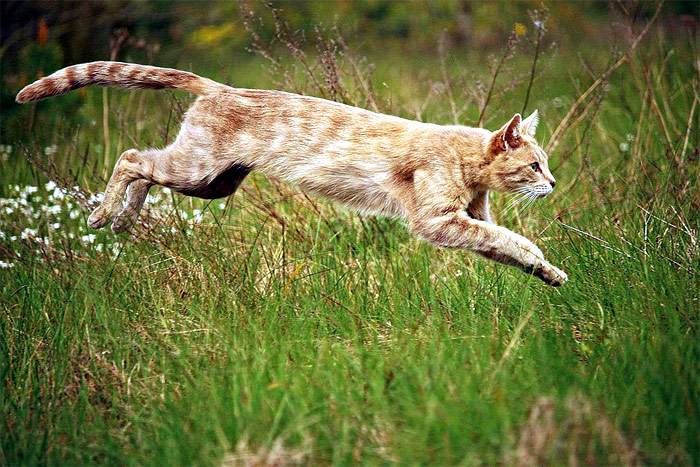 Какая максимальная скорость передвижения кошки на короткие расстояния?