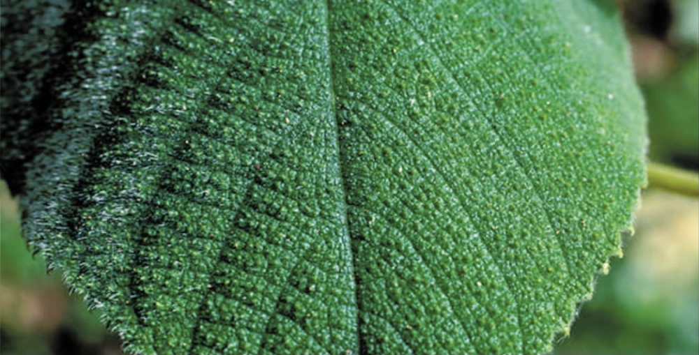 В какой стране растёт одно из самых ядовитых растений в мире - гимпи-гимпи? 