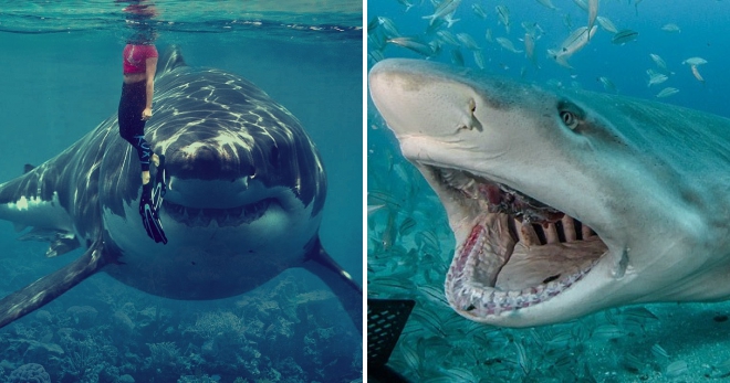 Что делает акула при нападении на жертву?