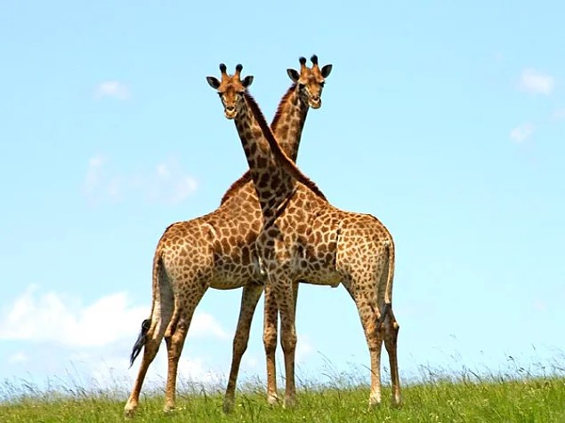 Какой длины язык у жирафа?