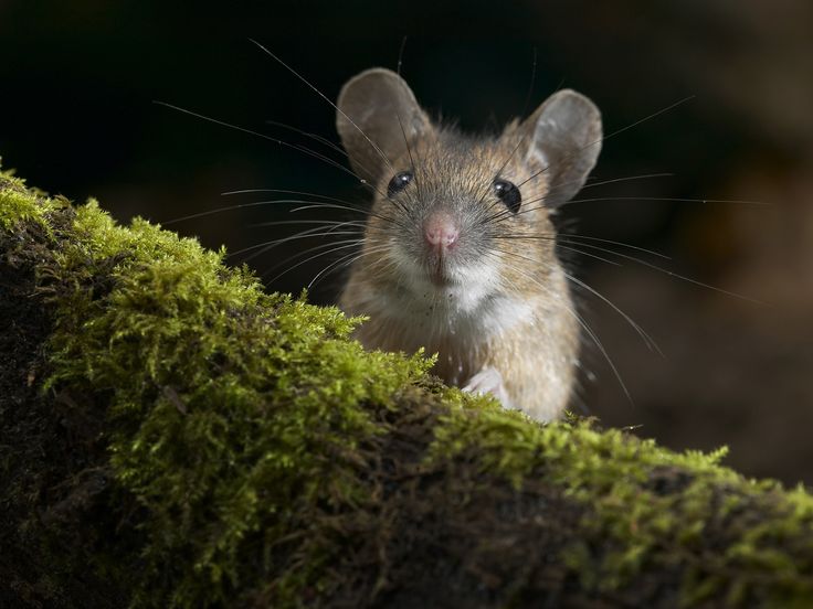 В лесу 120 мышей. Четверть из них - самки. Сколько самок мышей в лесу?