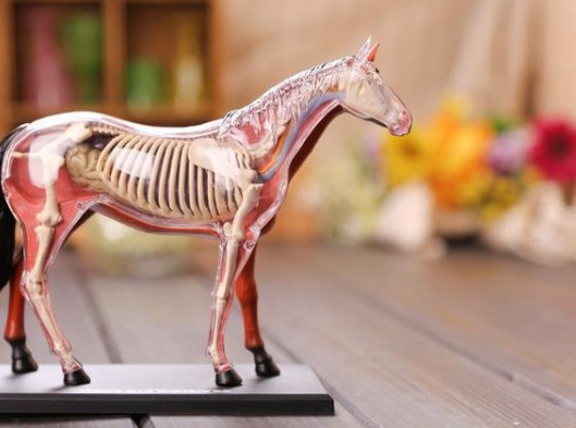 Какая наука поможет узнать все о породах, строении и особенностях анатомии лошадей?