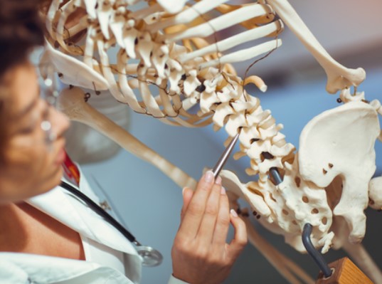 Как называется самая крупная кость в теле человека?