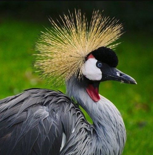 Эта африканская птица ведет оседлый образ жизни. А называется она венценосный(ая) ...