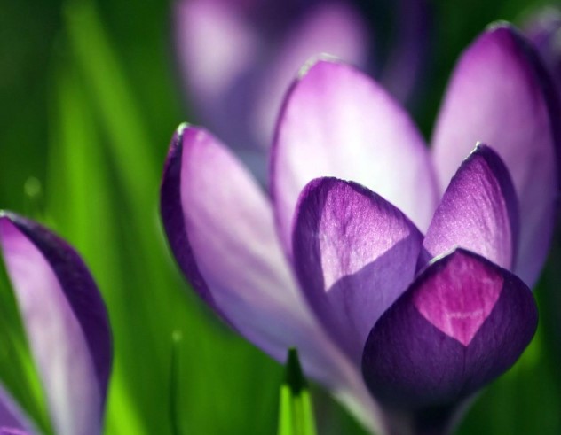 Какой цветок считают символом Франции?