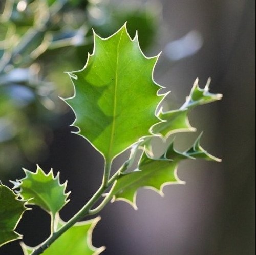 Это растение с красивыми красными ягодами очень часто используется в украшениях к праздникам. Помните его название?