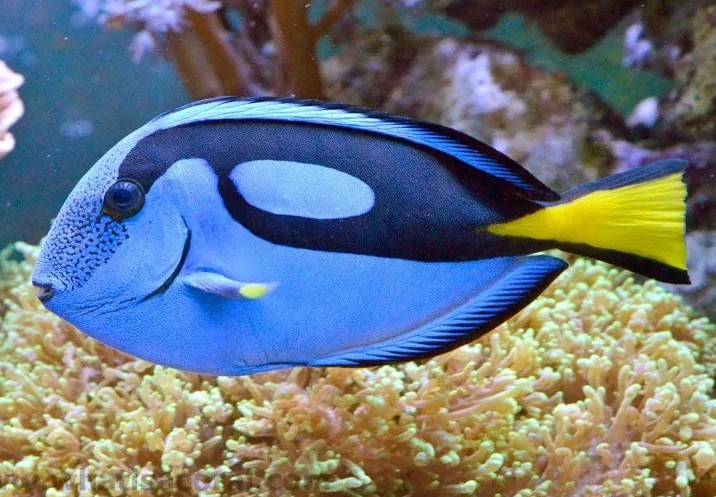  Чем дышат рыбы?