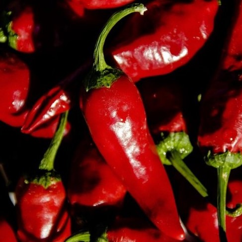 Какое вещество придает перцу жгучий вкус?