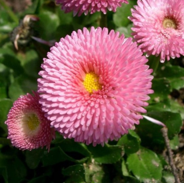  Название этого красивоцветущего растения произошло от греческого слова «жемчужина».