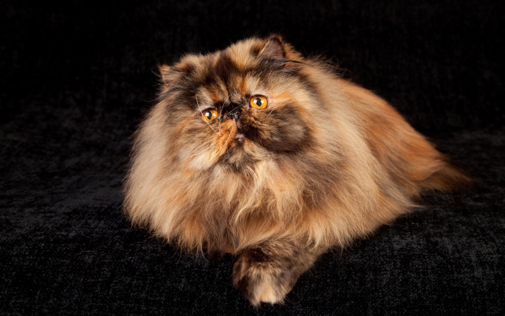 Эта порода домашних кошек одна из старейших и популярных во всем мире. На сегодняшний день в породе существует более 100 окрасов.