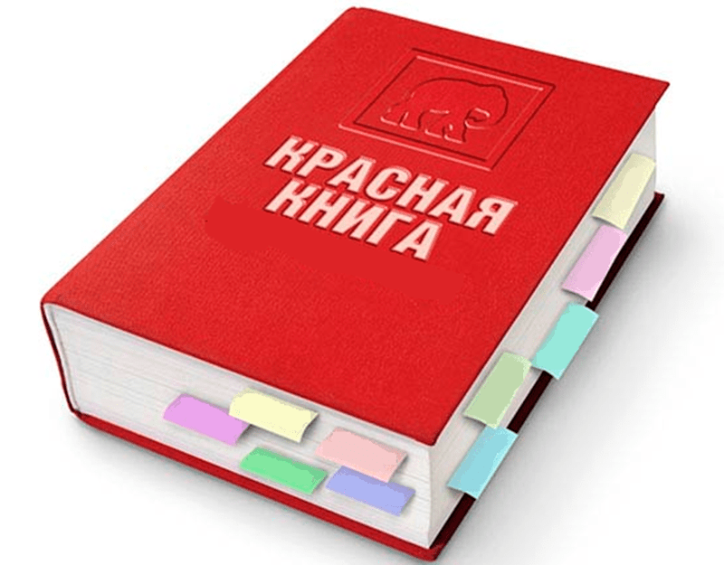 Какие виды животных отнесены к первой категории Красной книги РК?  