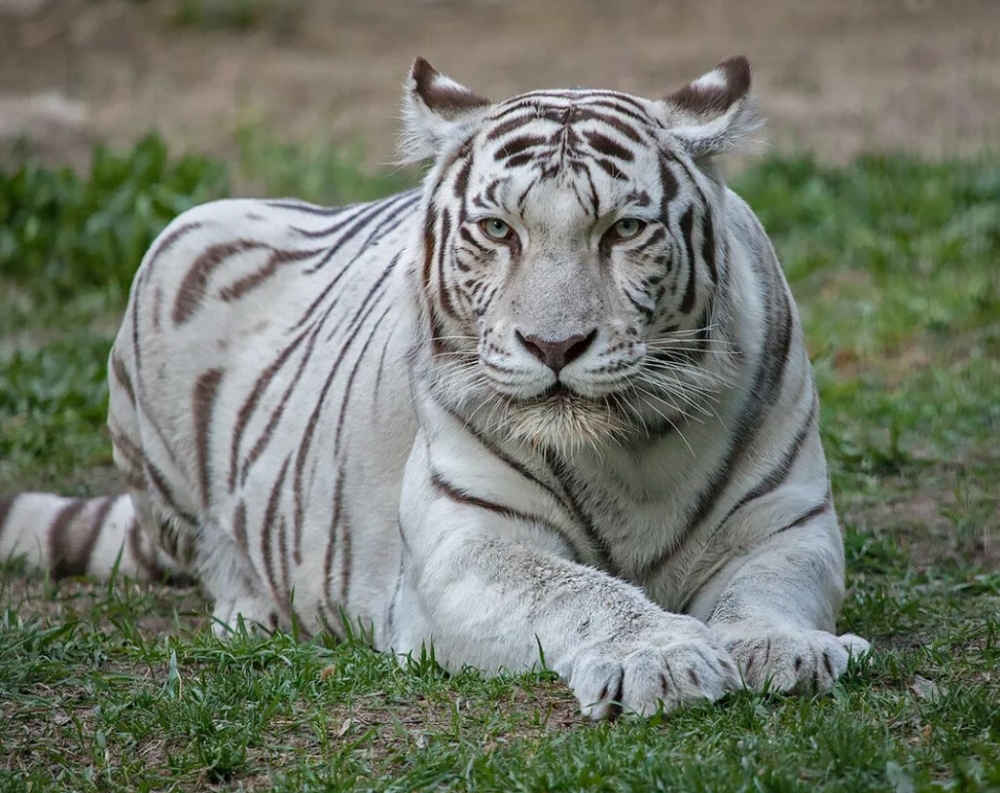  Сколько в среднем весит бенгальский тигр?