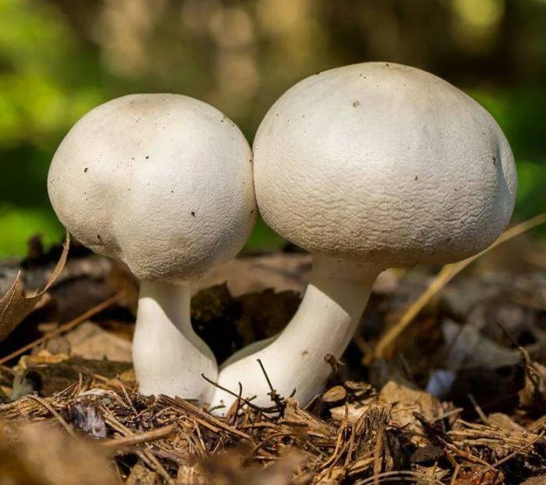 В английском языке этот гриб встречается под названием «лошадиный гриб». Собирать его можно начинать с конца мая до середины октября-ноября.
