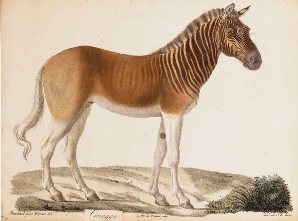 Какой частью тела ограничивались полоски у вымершего подвида зебры, квагги?