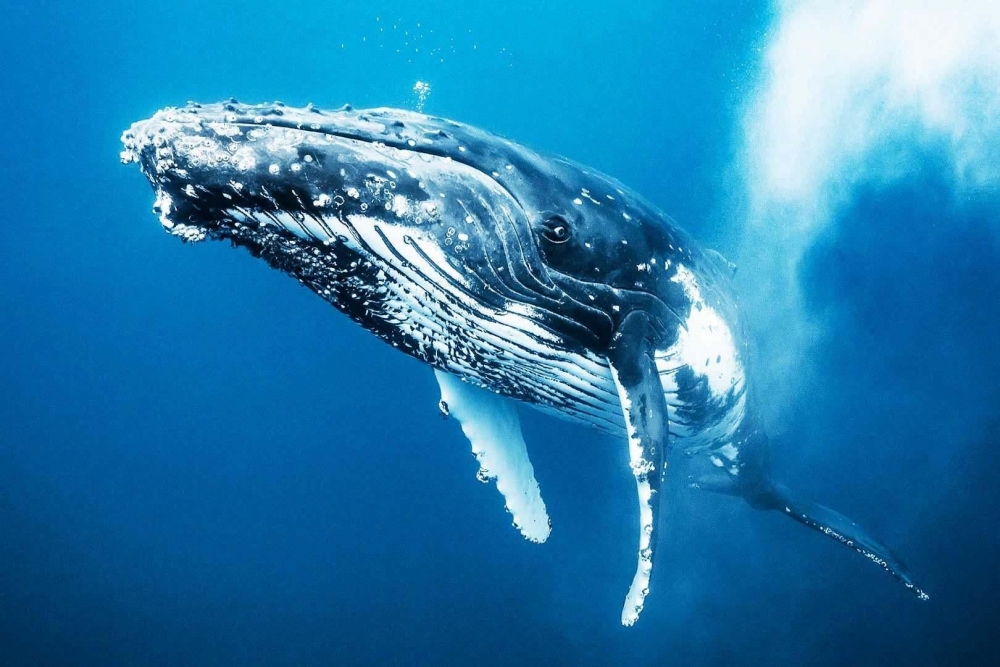 Какой кит в наше время является самым большим животным на планете Земля?