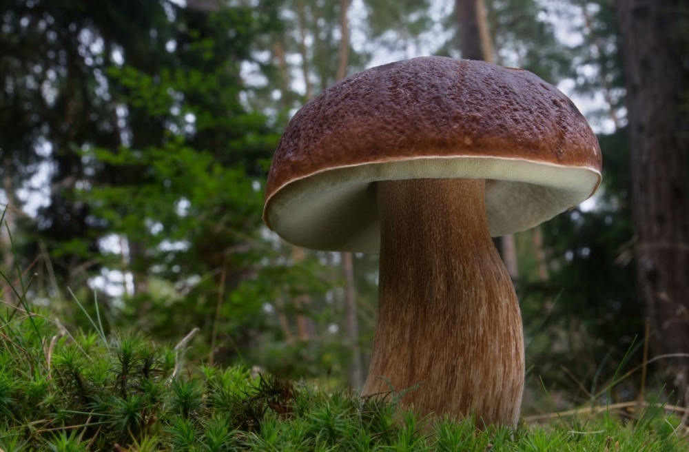 Сколько растет гриб?