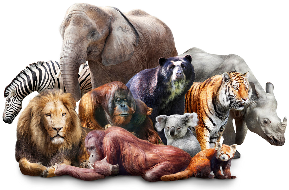 Этот вид животных считался вымирающим, но сейчас относится к уязвимому виду. О каком животном идет речь?