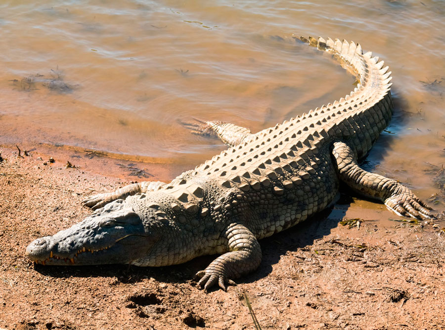 Крокодил может выпрыгнуть из воды во весь свой рост.