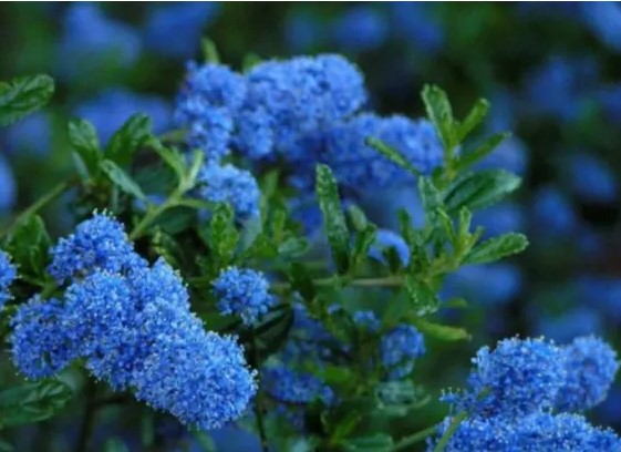 Как называется этот кустарник?