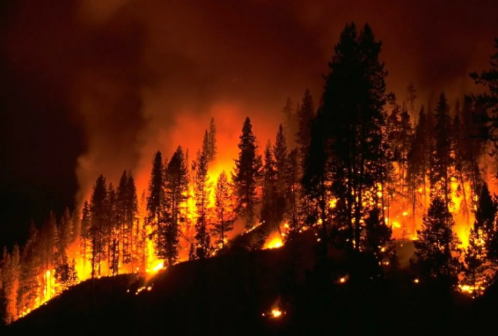 Как называется неконтролируемое горение растительности, которое самостоятельно распространяется по лесной местности?