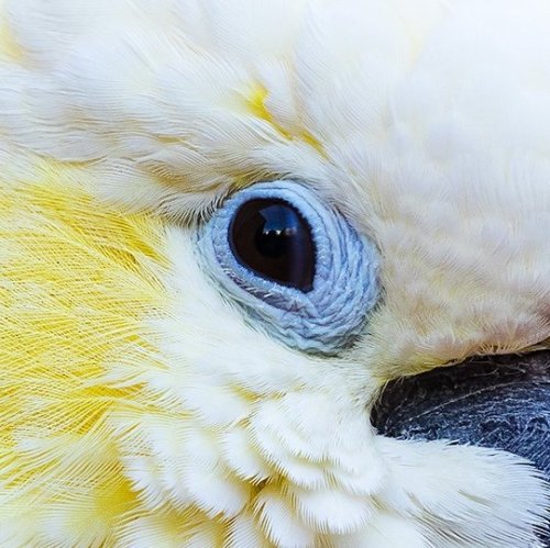  У этого белого попугая на голове обязательно есть хохолок, цвет которого отличается от цвета оперения. Именно его глаз вы видите на этой фотографии. 