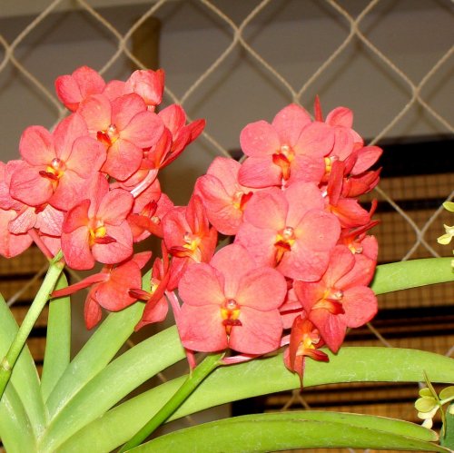 В природных условиях у этой великолепной орхидеи настолько длинные корни (около 2 метров), что долго их не могли выращивать в комнатных условиях. Но благодаря работе селекционеров, такая возможность теперь есть. Это орхидея ...