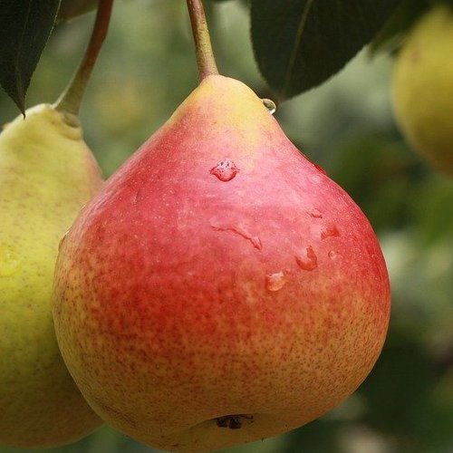 В русском языке до XVII века плод этого растения назывался «дуля».