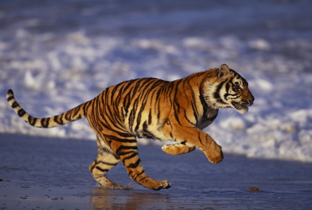  Какую максимальную скорость может развить тигр? 
