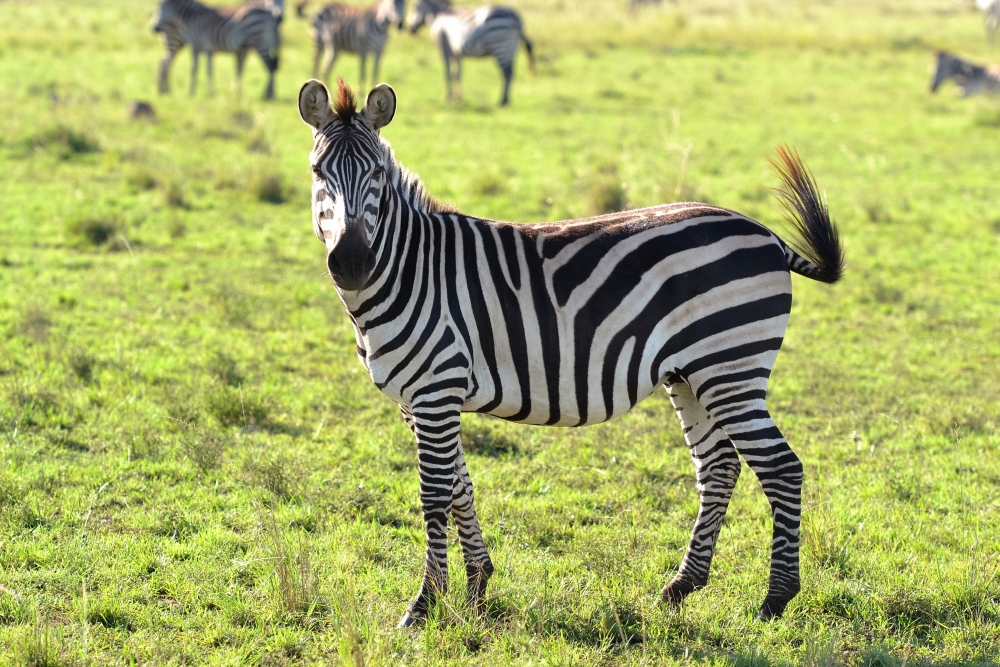 В какой части Африки теперь наиболее распространены зебры?