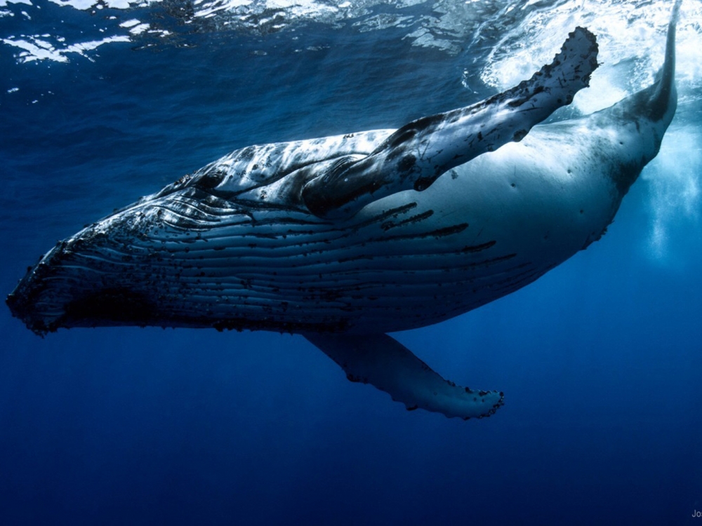 Каких размеров может достигать самый большой кит на нашей планете?