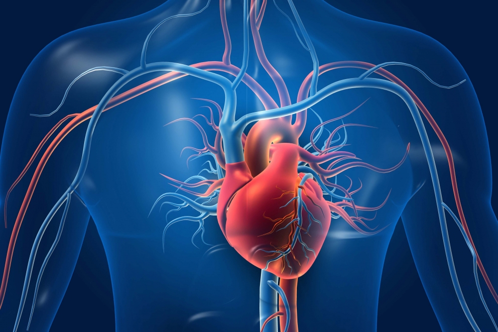 Из какого желудочка сердца кровь поступает в аорту?