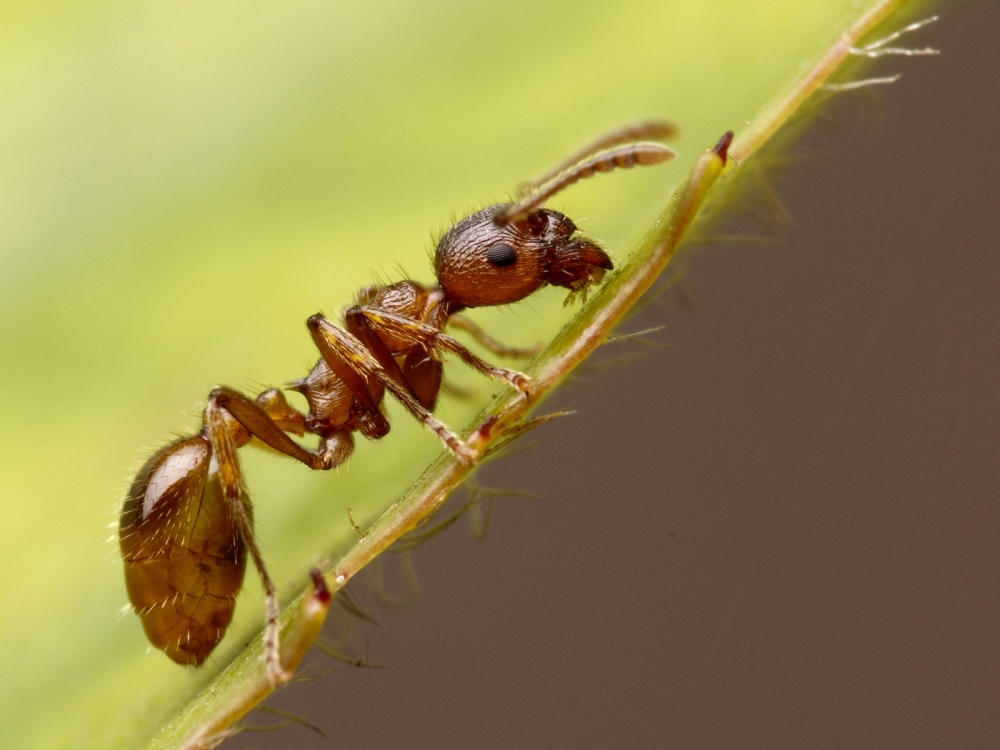 А сколько живет муравей? 
